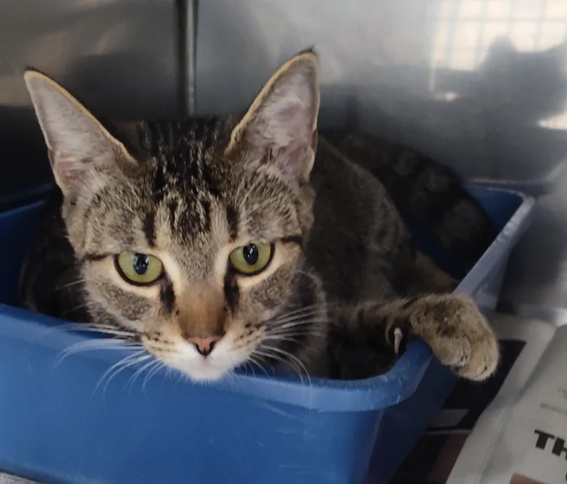 An adult medium-sized female Tabby cat named Janelle for adoption in Claremore, OK