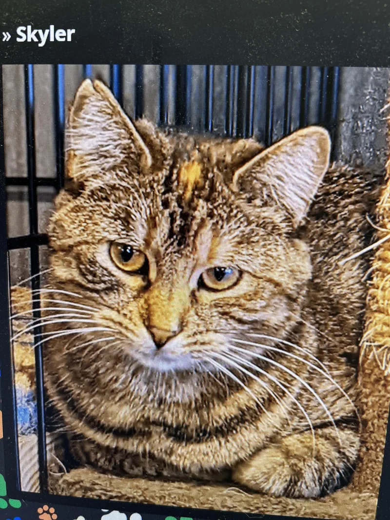 A senior medium-sized female American Shorthair cat named Skylar for adoption in Milbank, SD