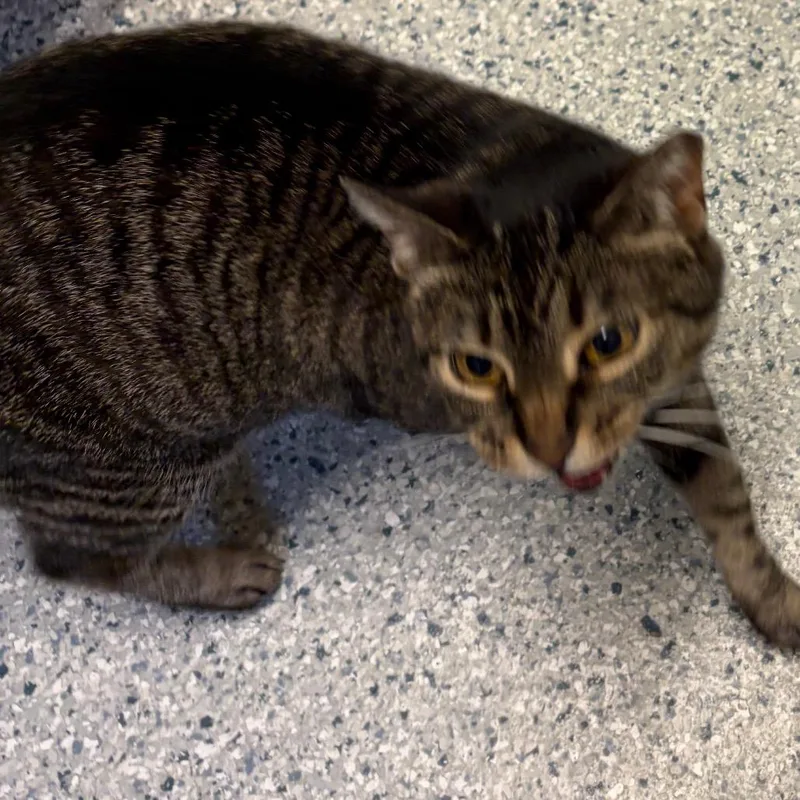 An adult medium-sized female Brown / Chocolate Domestic Short Hair cat named Cupcake for adoption in Scituate, MA
