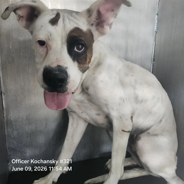 A young medium-sized female American Staffordshire Terrier dog named Lori for adoption in San Antonio, TX