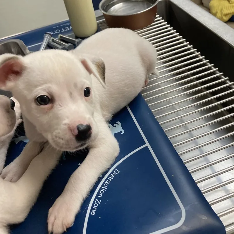 A baby small-sized male White / Cream Pit Bull Terrier dog named Knight for adoption in Galveston, TX