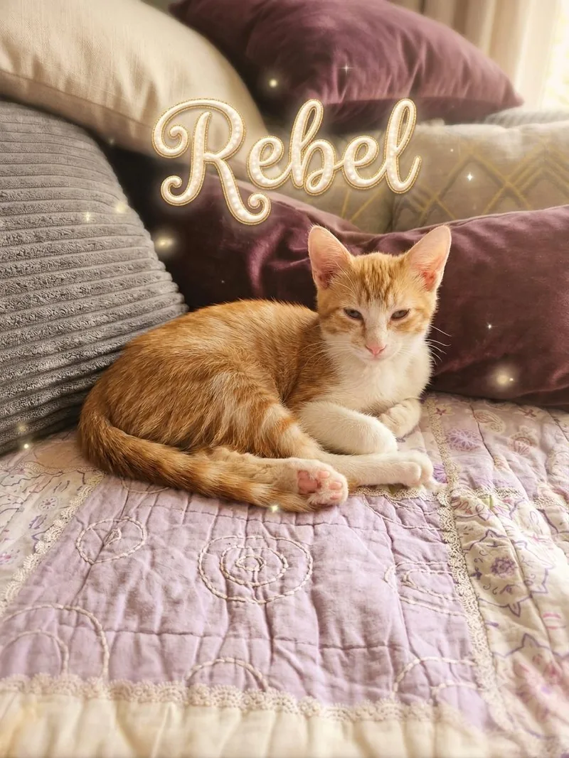 Rebel thumbnail 3