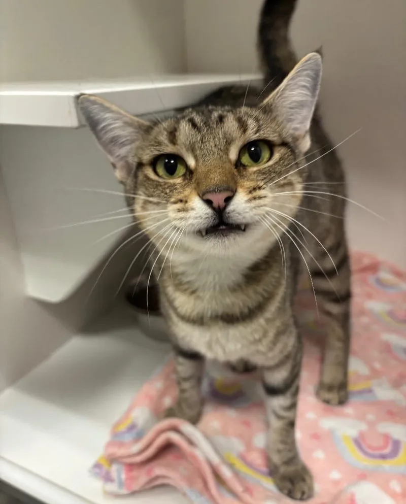 An adult medium-sized female Tabby (Buff / Tan / Fawn) Tabby cat named Arugula for adoption in Frankfort, KY