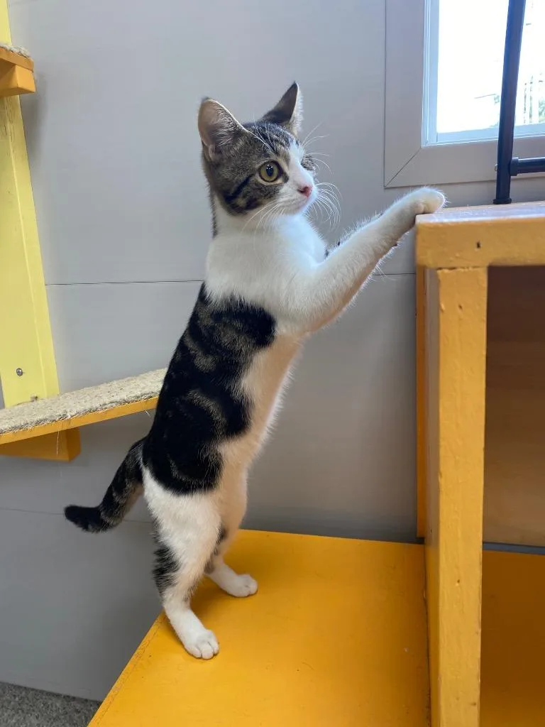 A baby medium-sized female American Shorthair cat named Sweet Pea for adoption in Van Wert, OH