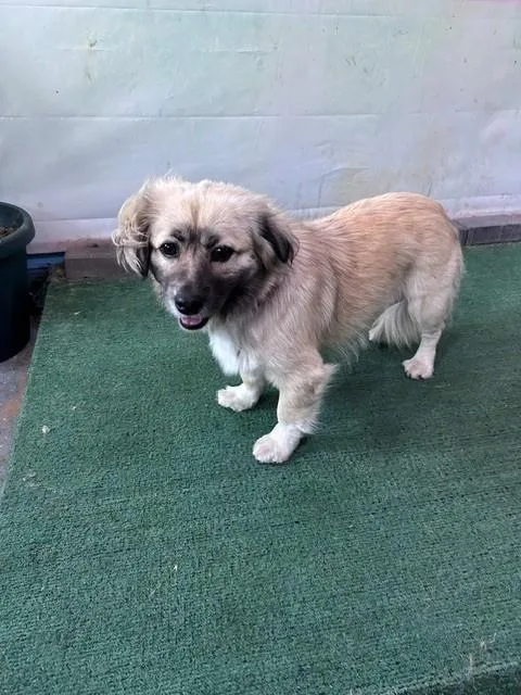 A young medium-sized female Pug dog named Sally for adoption in Baldwin Park, CA