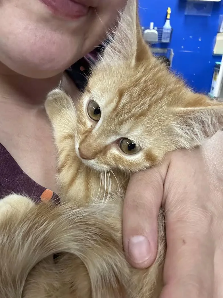 A baby medium-sized male Tabby (Orange / Red) Domestic Short Hair cat named Revere for adoption in Greensboro, NC