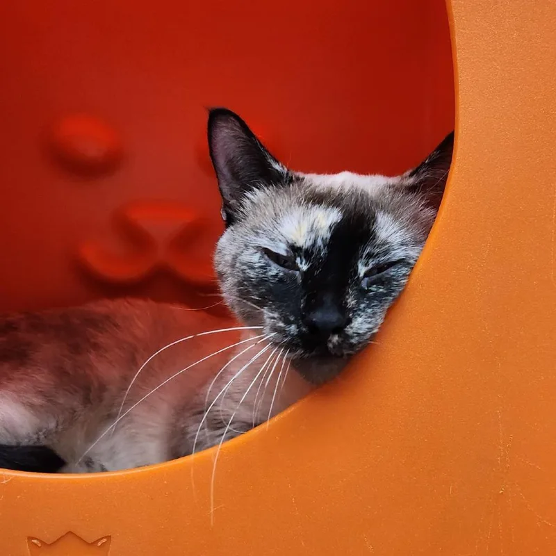 A young medium-sized female Tortoiseshell Siamese cat named Iggy for adoption in Brookfield, WI