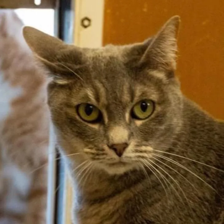 A senior small-sized female Gray / Blue / Silver Domestic Short Hair cat named Lady for adoption in Fulton, TX
