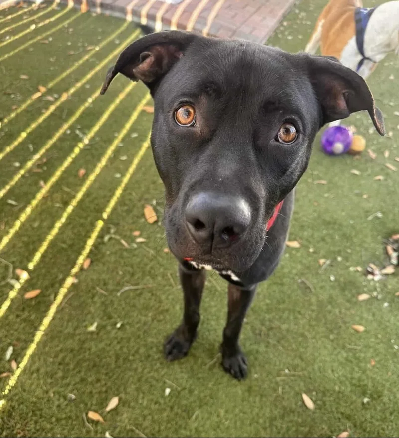 A young medium-sized male Black Labrador Retriever dog named Terry for adoption