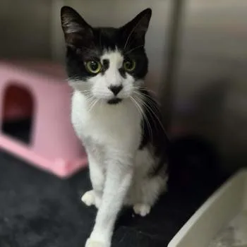 An adult small-sized female Black Domestic Short Hair cat named Chelsey Green for adoption in Madison, WI