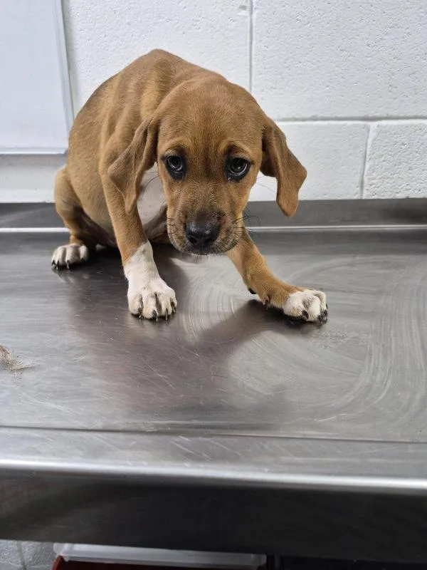 A baby medium-sized female Hound dog named Sky for adoption in Morristown, TN