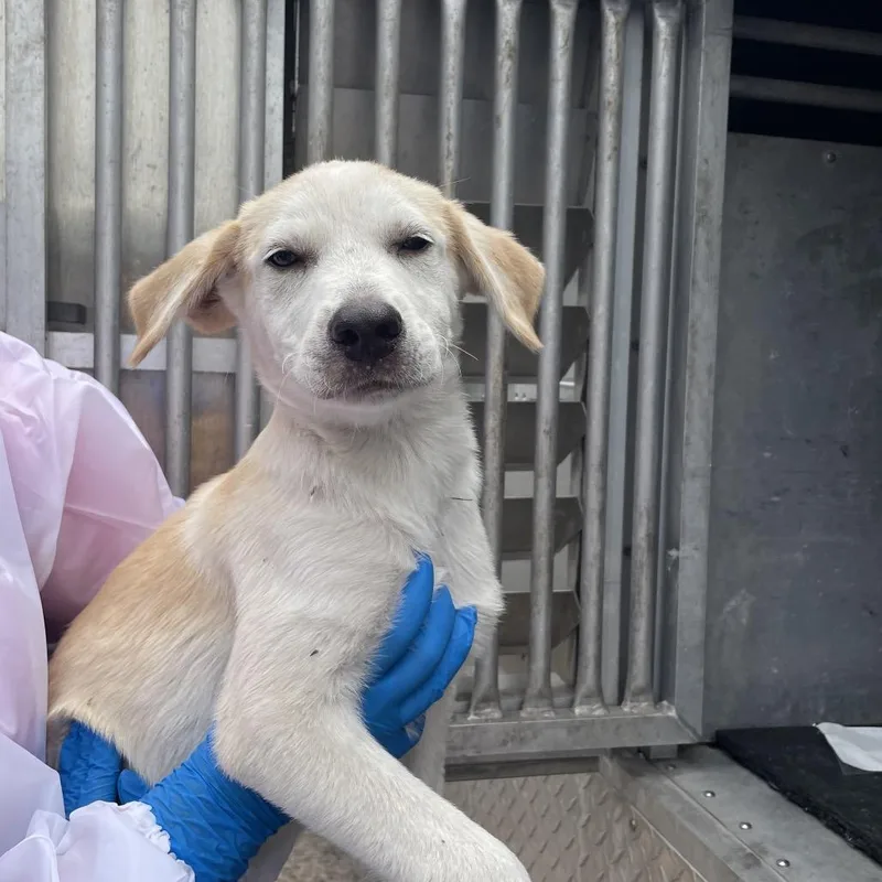 A baby small-sized male White / Cream Shepherd dog named Kermit for adoption in Edinburg, TX