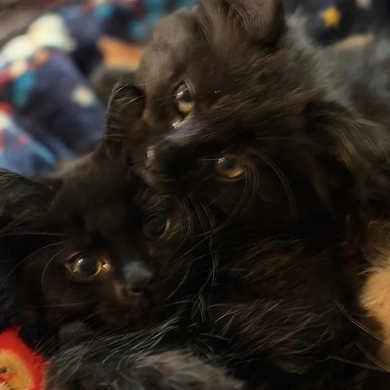 A baby small-sized female Buff / Tan / Fawn Domestic Medium Hair cat named Laverne for adoption in Potomac, MD