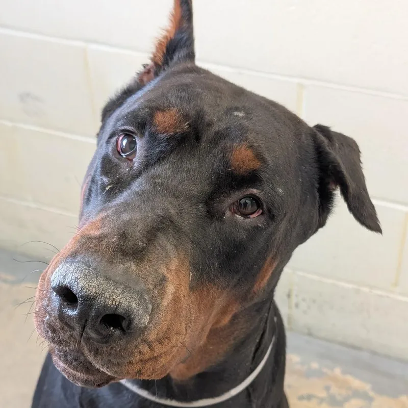 A senior extra large-sized male Black Doberman Pinscher dog named Murray  I'm A for adoption in Sandown, NH