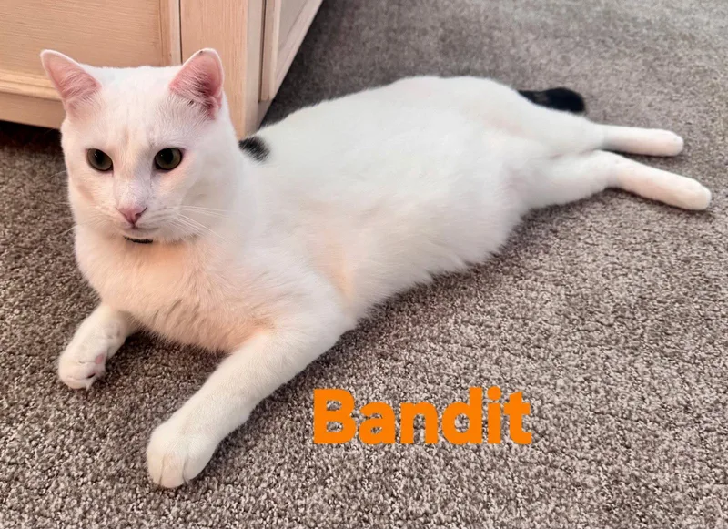 Bandit