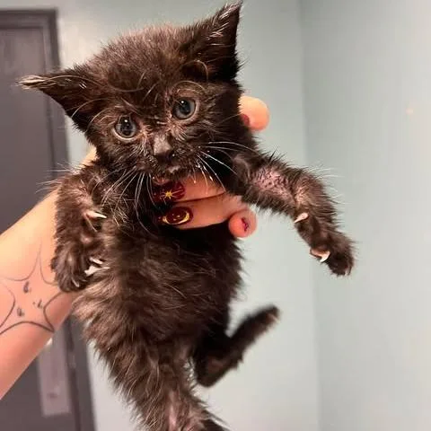 A baby small-sized female Black Domestic Short Hair cat named Mamba for adoption in Edwardsville, IL