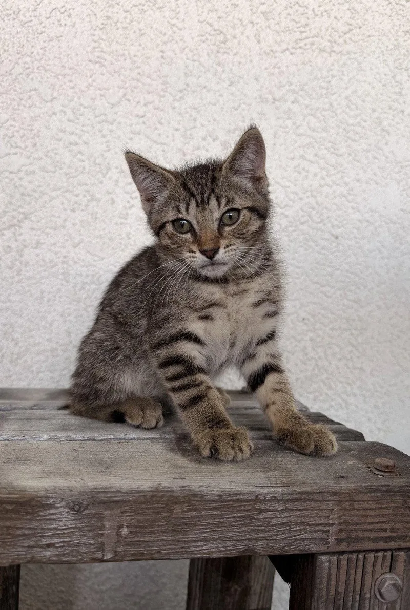 A young medium-sized female Domestic Short Hair cat named Sophie for adoption in Riverside, CA