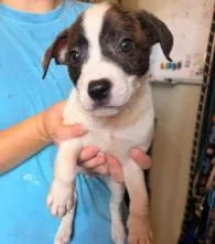 A baby medium-sized female Labrador Retriever dog named Fiji for adoption in Kalamazoo, MI
