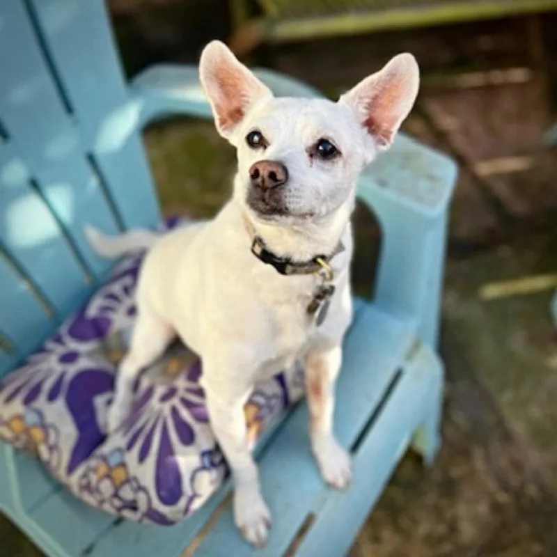 An adult small-sized male Rat Terrier dog named Georgie P for adoption in Atlanta, GA