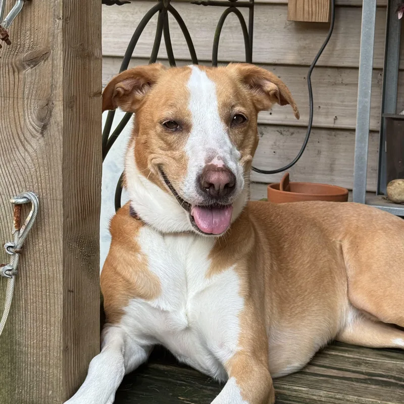 An adult medium-sized female Red / Chestnut / Orange Hound dog named Colby for adoption in Monroe, NC
