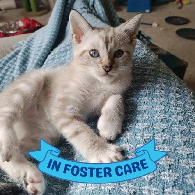 A baby small-sized male Siamese cat named Ilya for adoption in Tallahassee, FL