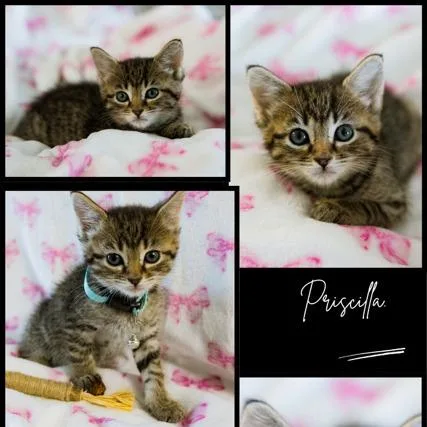 Priscilla thumbnail 5