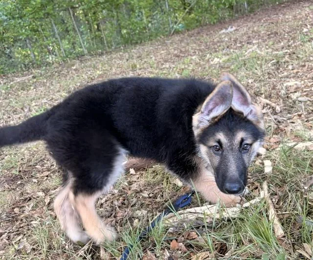 A baby large-sized male Black German Shepherd Dog dog named Bear for adoption in Newfoundland, PA