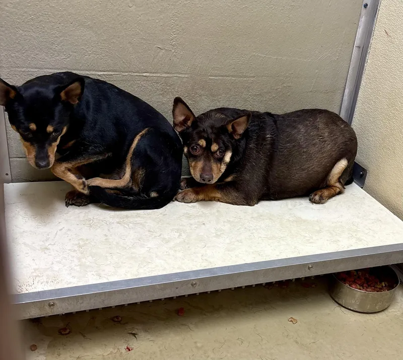 An adult small-sized male Bicolor Chihuahua dog named Doug for adoption in Sparta, NC