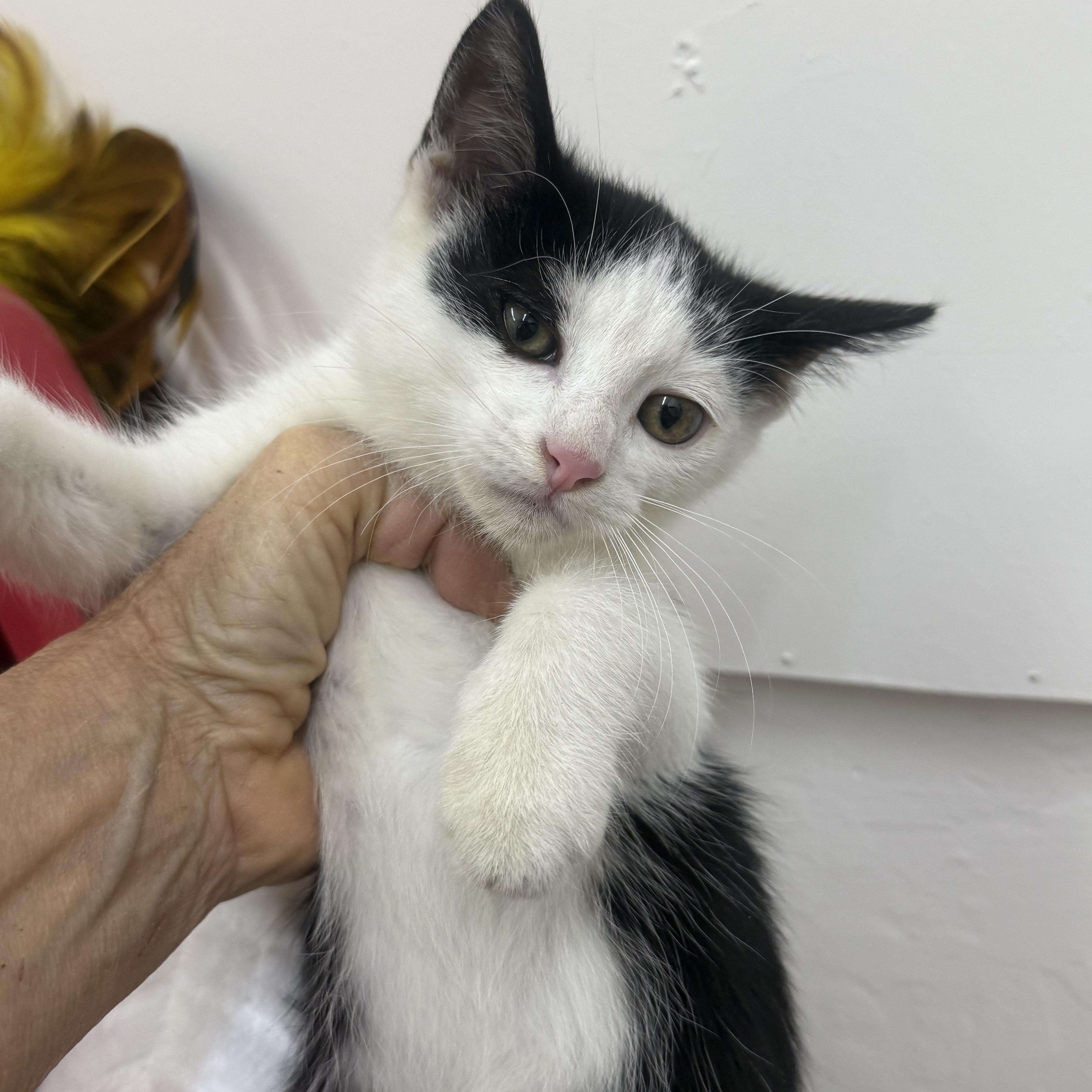 A young medium-sized male Black & White / Tuxedo Domestic Short Hair cat named Evan for adoption in Sonora, CA