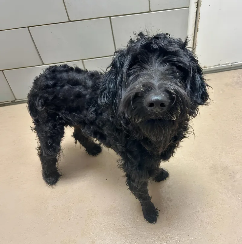 A young small-sized male Black Mixed Breed dog named Max for adoption in Nashville, TN