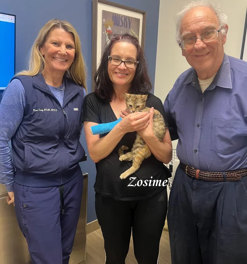 A young medium-sized female Calico cat named Zosime for adoption in Riverside, CA