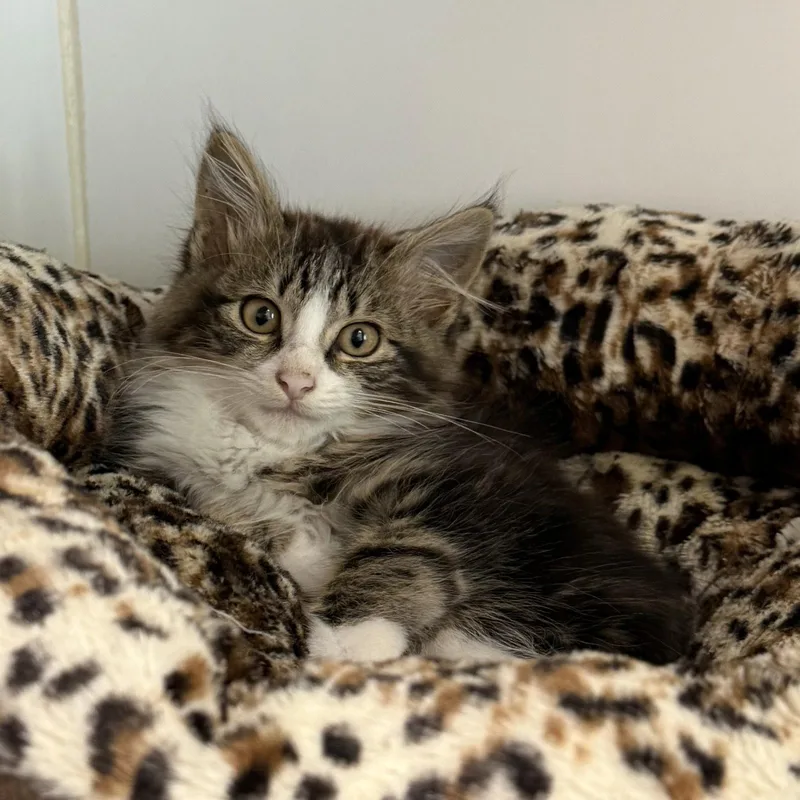A baby small-sized male Brown / Chocolate Domestic Medium Hair cat named Cesar for adoption in Oakland, CA