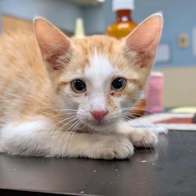 A baby small-sized male Orange / Red Domestic Short Hair cat named Worm for adoption in Chattanooga, TN