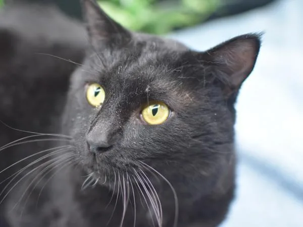 A young medium-sized male Domestic Short Hair cat named Romeo for adoption in Portland, OR