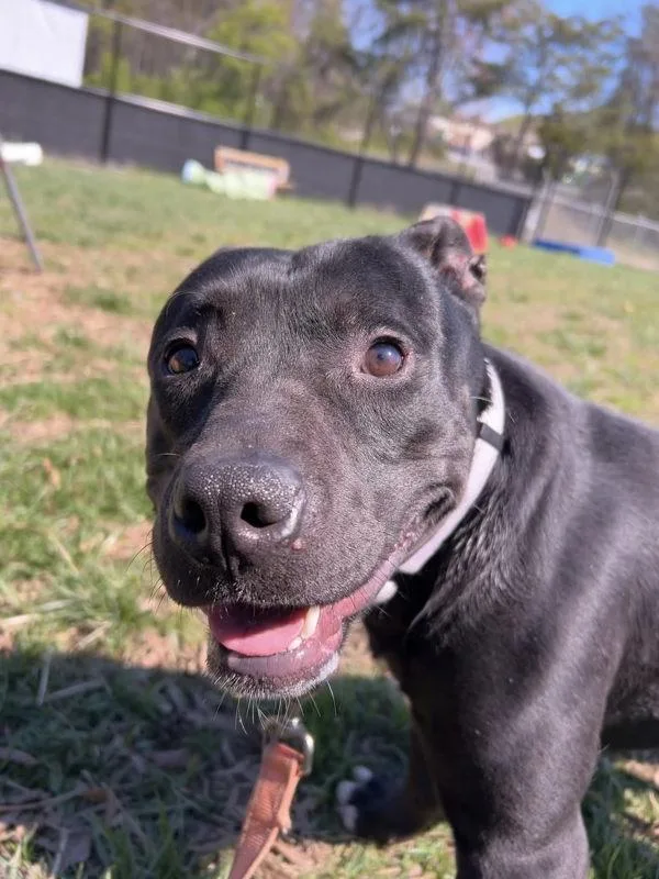 An adult medium-sized male Pit Bull Terrier dog named Wheelbarrow for adoption in Millersville, MD