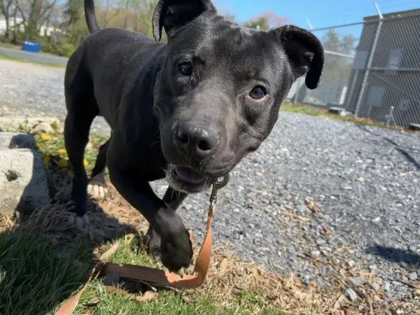 Wheelbarrow thumbnail 2