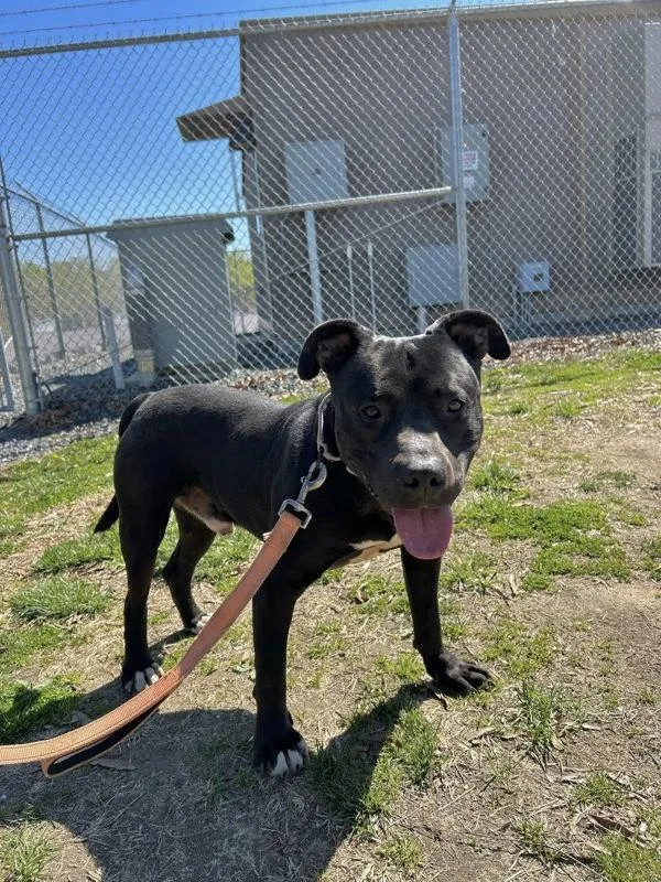 Wheelbarrow thumbnail 3