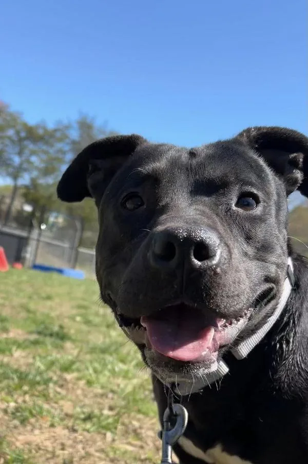 Wheelbarrow thumbnail 4