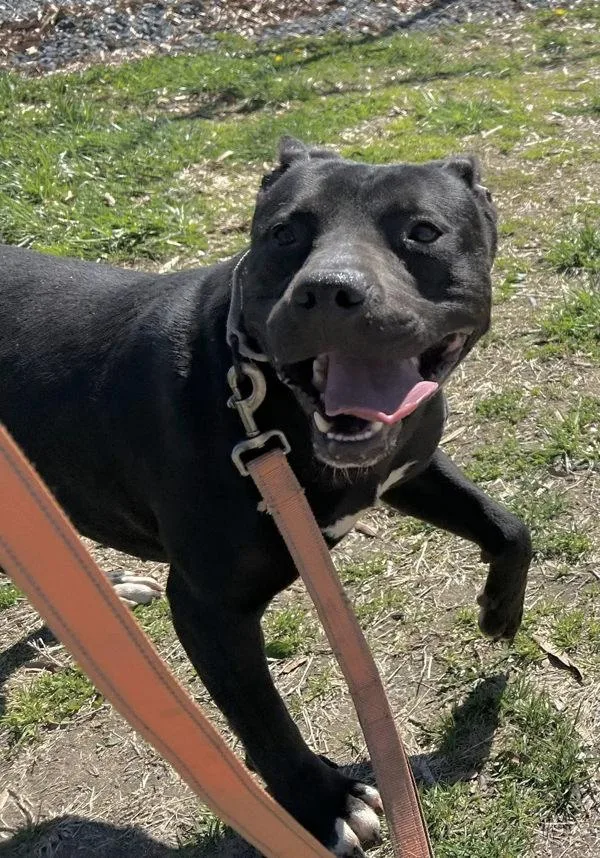 Wheelbarrow thumbnail 5