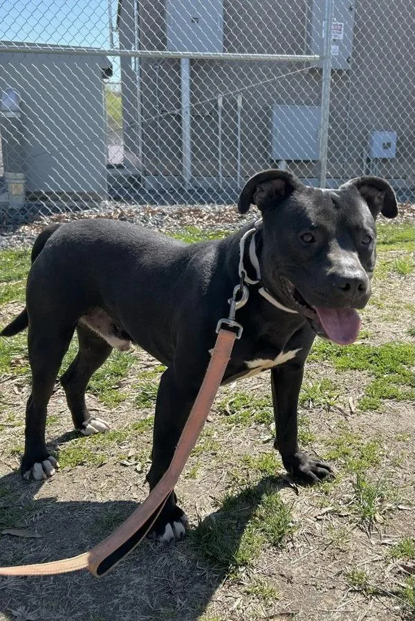 Wheelbarrow thumbnail 6