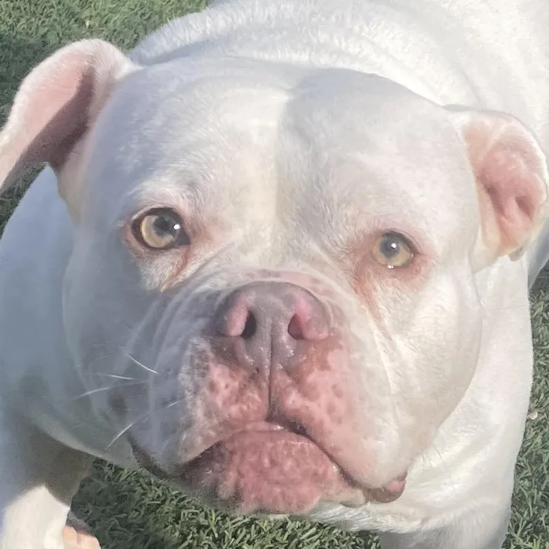 The Missus thumbnail 2