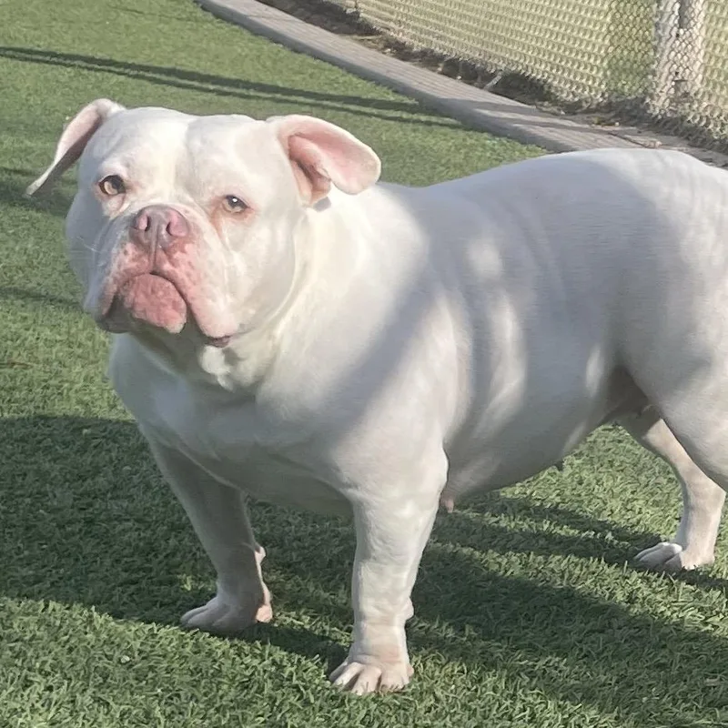 The Missus thumbnail 5