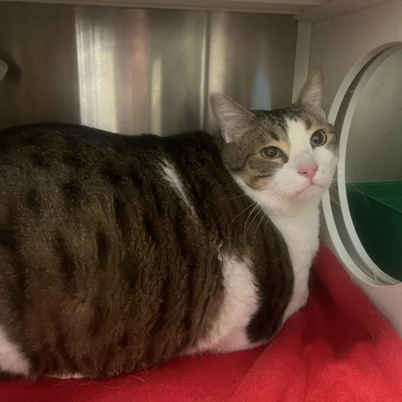 An adult extra large-sized male Domestic Short Hair cat named "Big" Mac for adoption in Port Townsend, WA