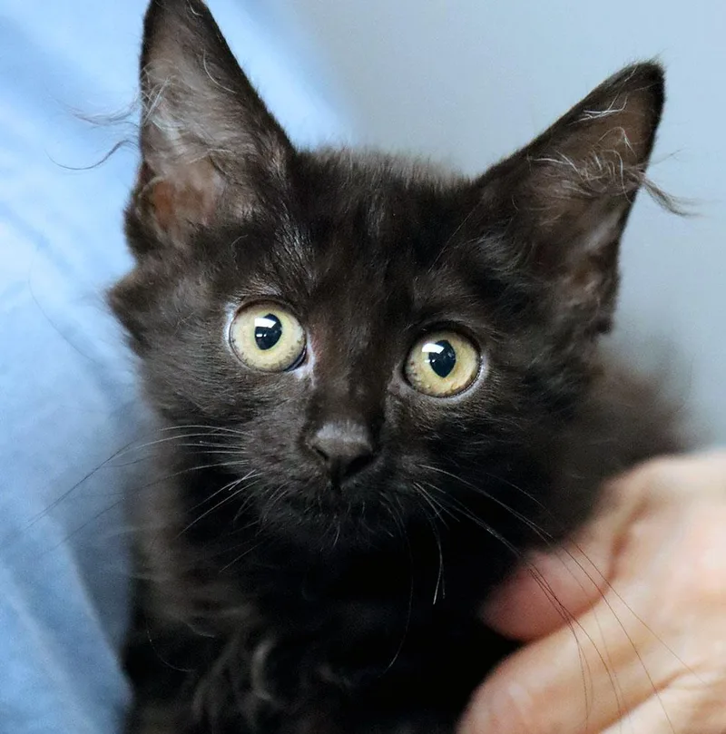 A baby medium-sized female Domestic Short Hair cat named Emaline for adoption in Kansas City, KS