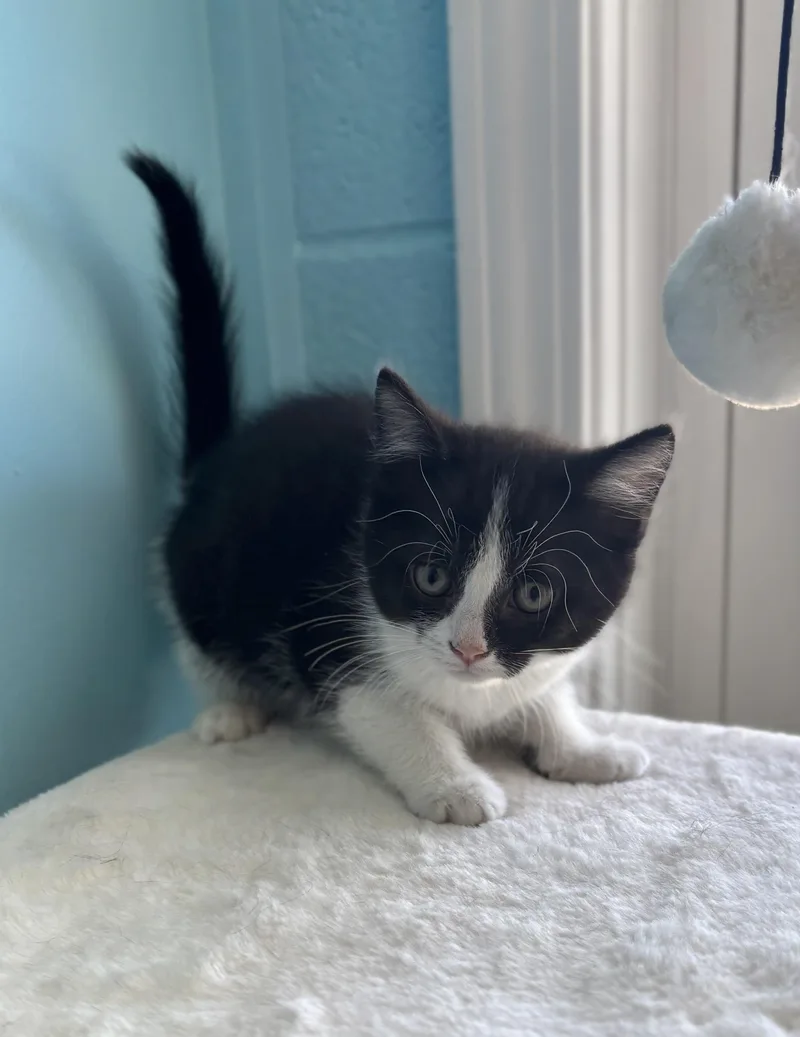 A baby medium-sized female Black & White / Tuxedo Domestic Short Hair cat named Cupcake for adoption in Bardstown, KY