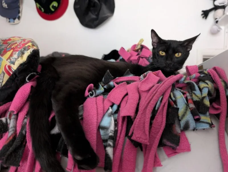 A young medium-sized male Domestic Short Hair cat named Espresso for adoption in Burbank, CA