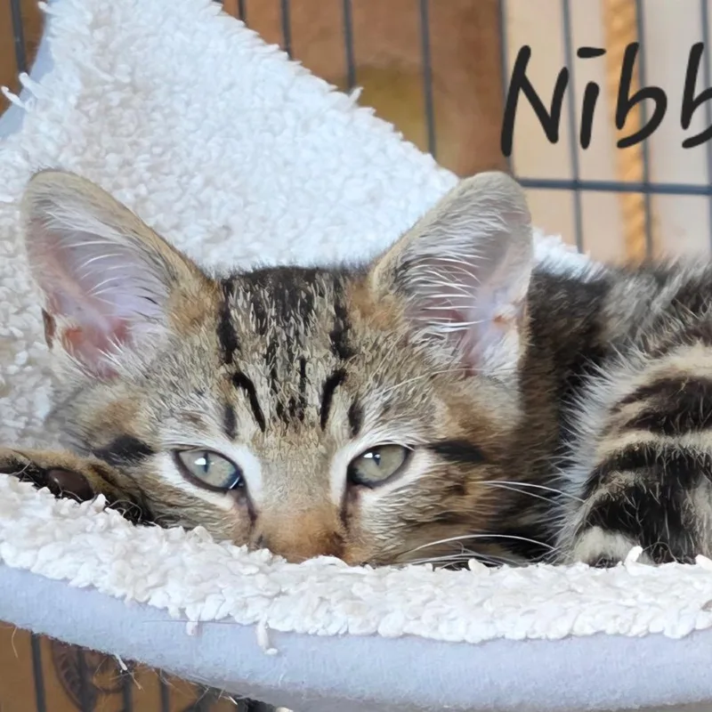 A baby small-sized male Brown / Chocolate Domestic Short Hair cat named Nibbles for adoption in Waldorf, MD