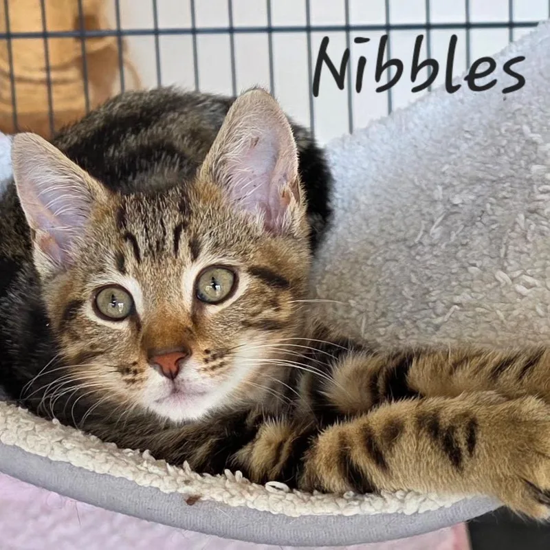 Nibbles thumbnail 2
