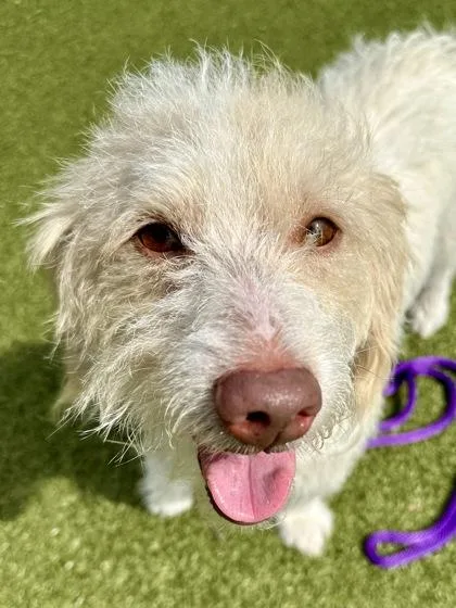 An adult small-sized male Mixed Breed dog named Dozer for adoption in Wichita, KS