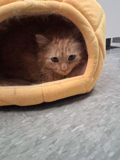 An adult large-sized male Domestic Short Hair cat named Cheetoh for adoption in Shawano, WI